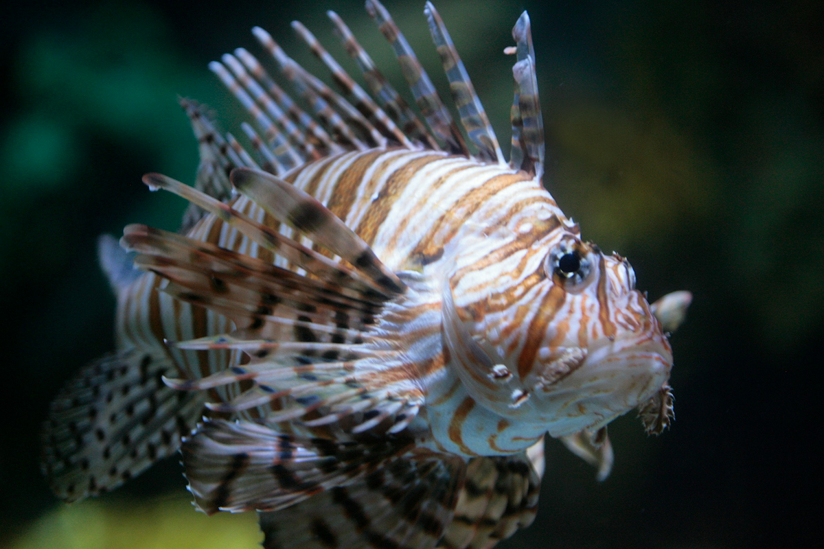 Lionfish